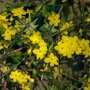Winterjasmijn Jasminum nudiflorum